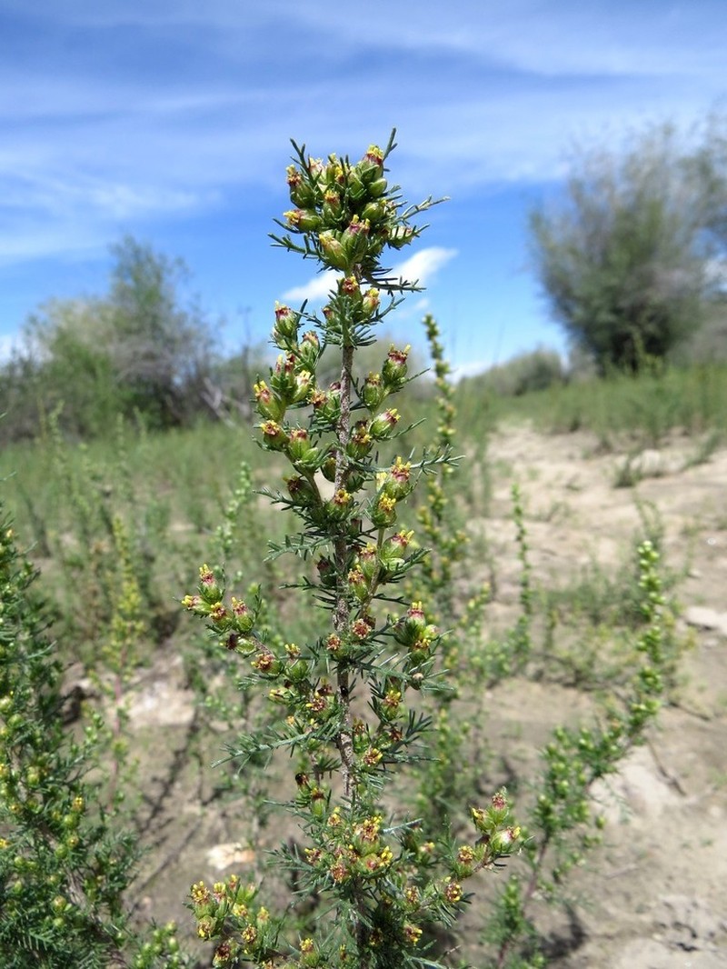 Artemisia pectinata photo 4