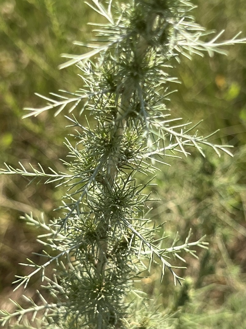 Artemisia pectinata photo 6