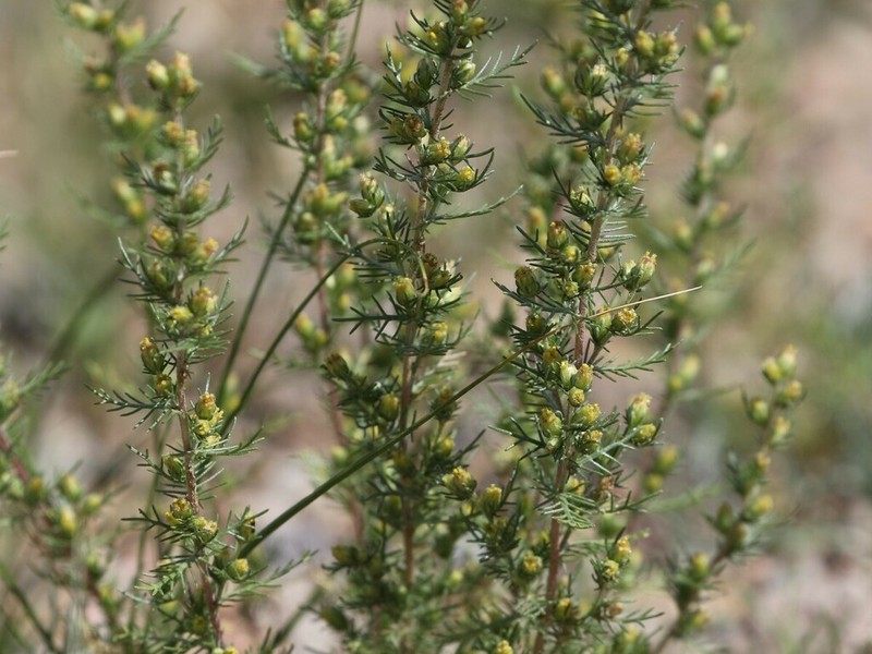 Artemisia pectinata photo 7