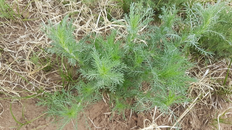 Artemisia pectinata photo 8