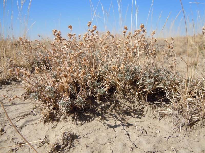 Birdfoot Sagebrush