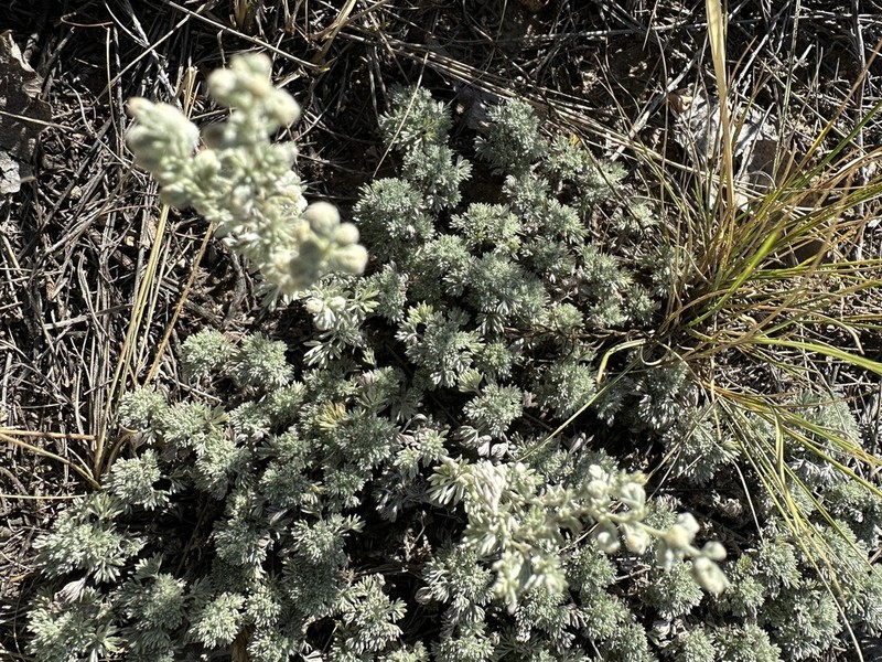 Birdfoot Sagebrush photo 2