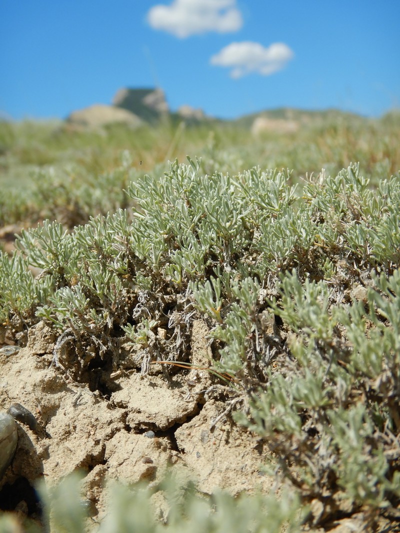 Birdfoot Sagebrush photo 3