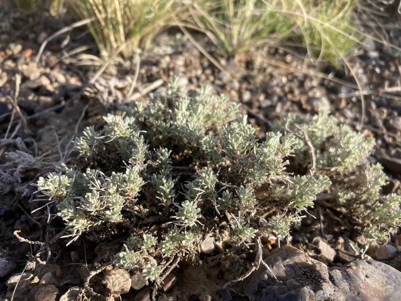 Birdfoot Sagebrush photo 4