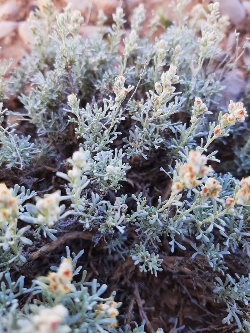 Birdfoot Sagebrush photo 5