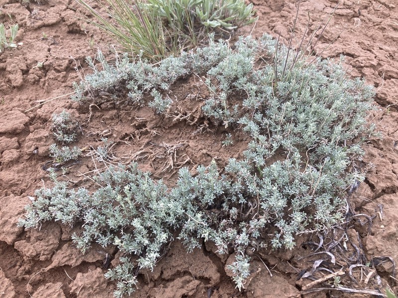 Birdfoot Sagebrush photo 6