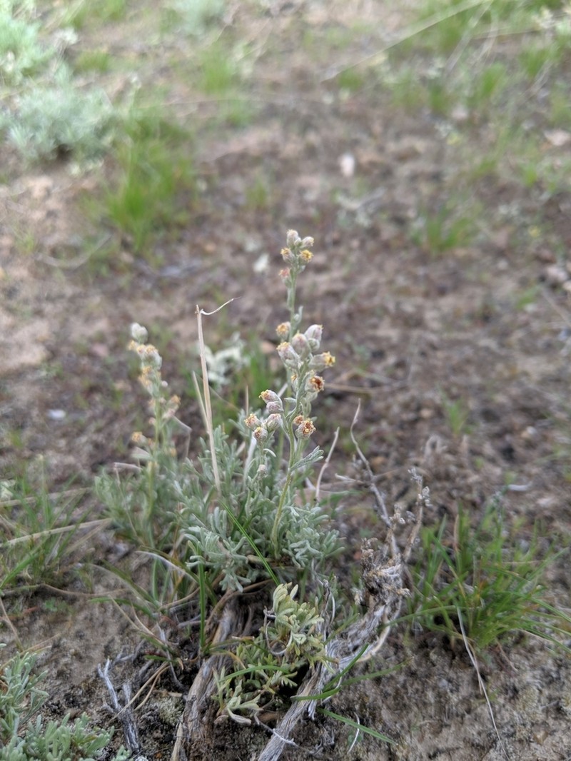 Birdfoot Sagebrush photo 7