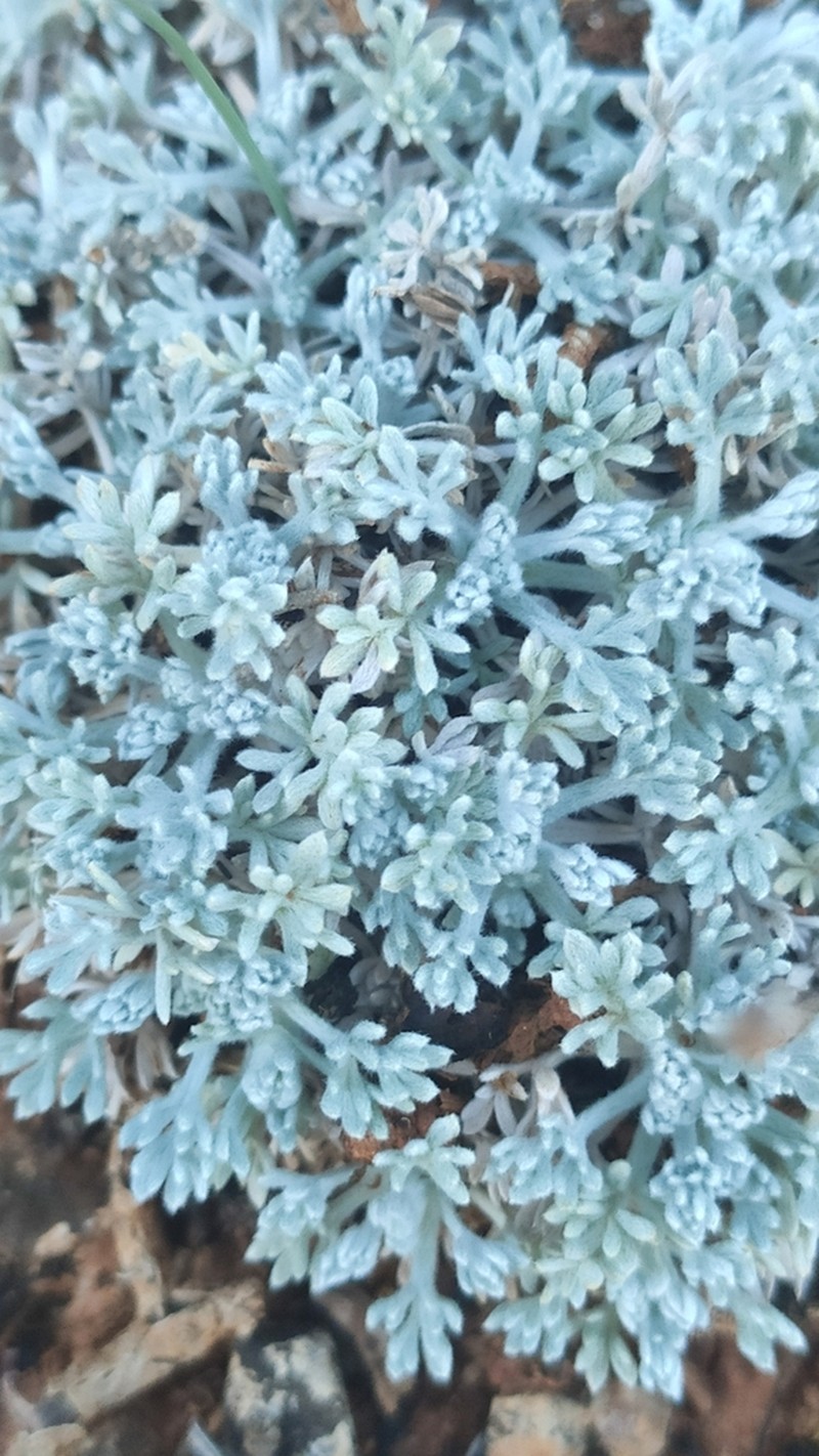 Artemisia pedemontana