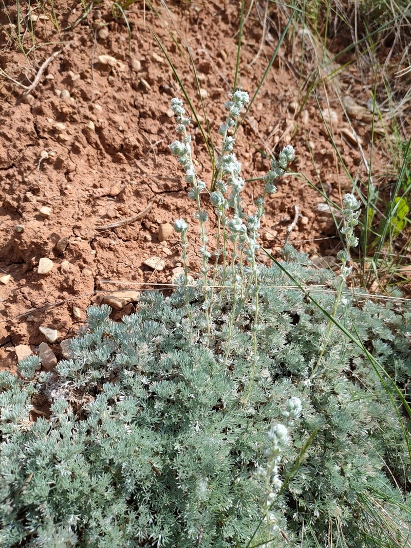 Artemisia pedemontana photo 2