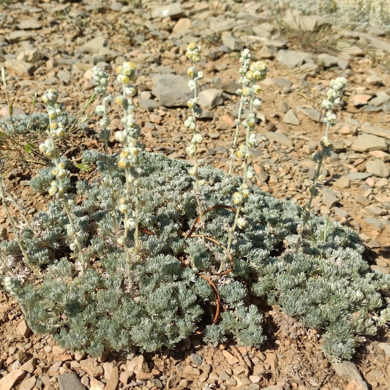 Artemisia pedemontana photo 3