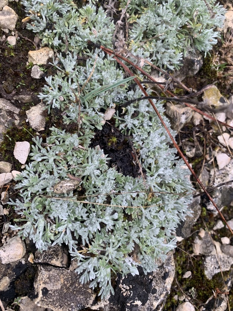 Artemisia pedemontana photo 4
