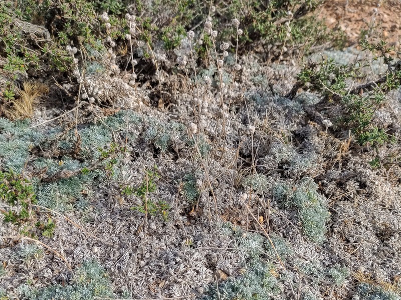 Artemisia pedemontana photo 5