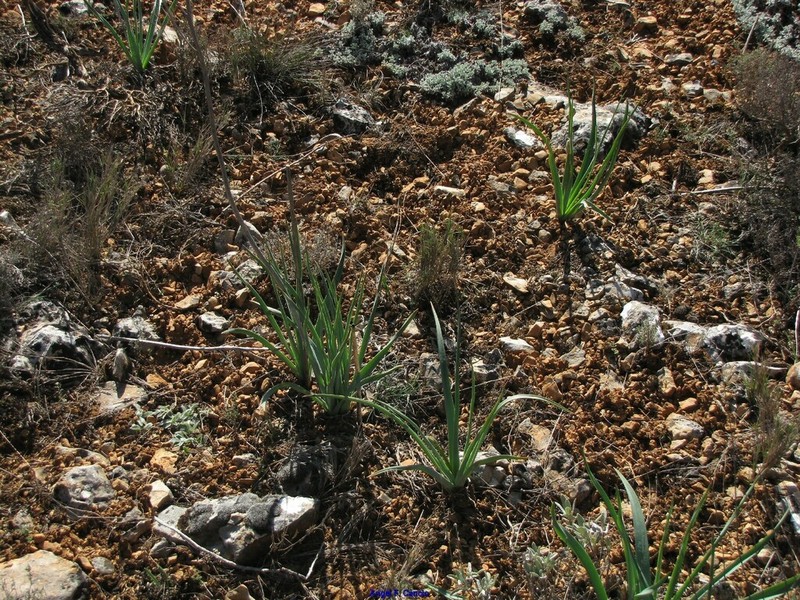 Artemisia pedemontana photo 6