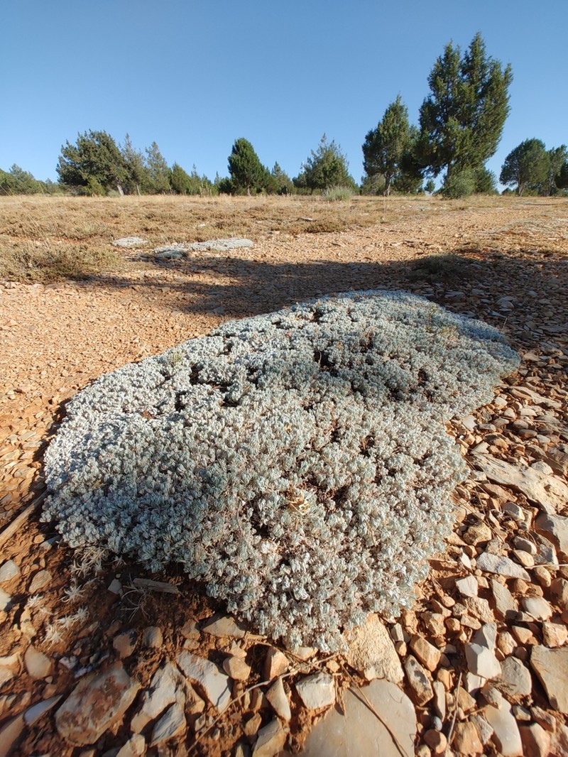 Artemisia pedemontana photo 7