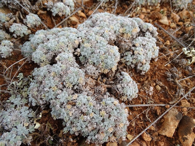 Artemisia pedemontana photo 8