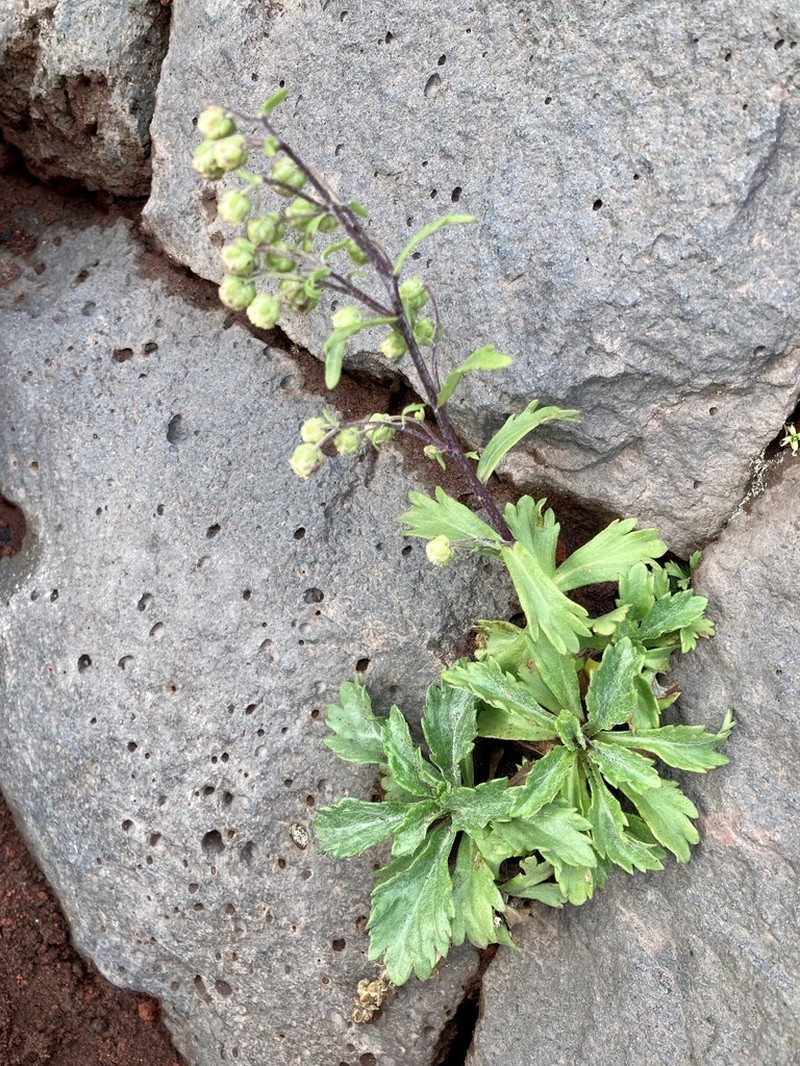 Artemisia pedunculosa