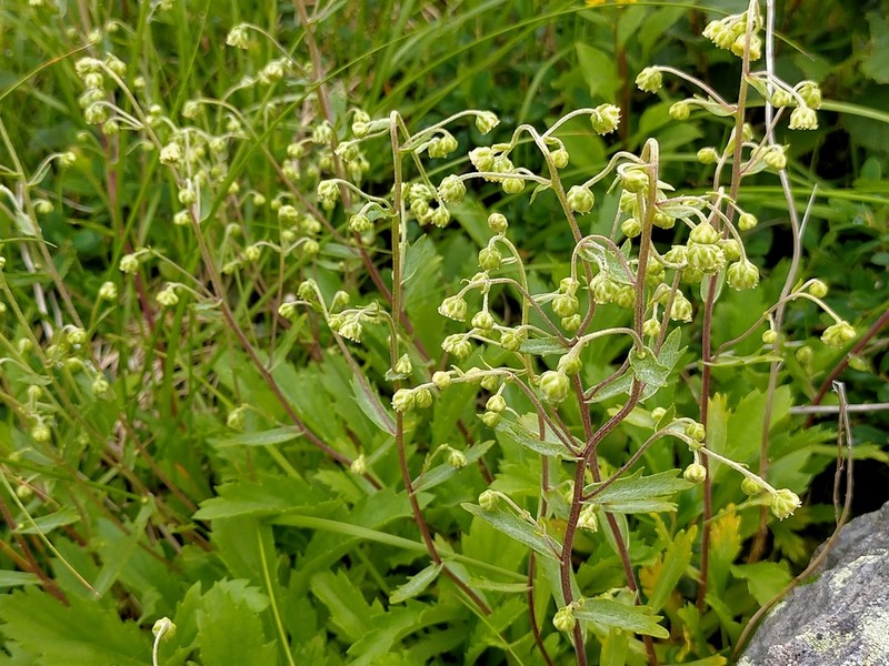 Artemisia pedunculosa photo 2