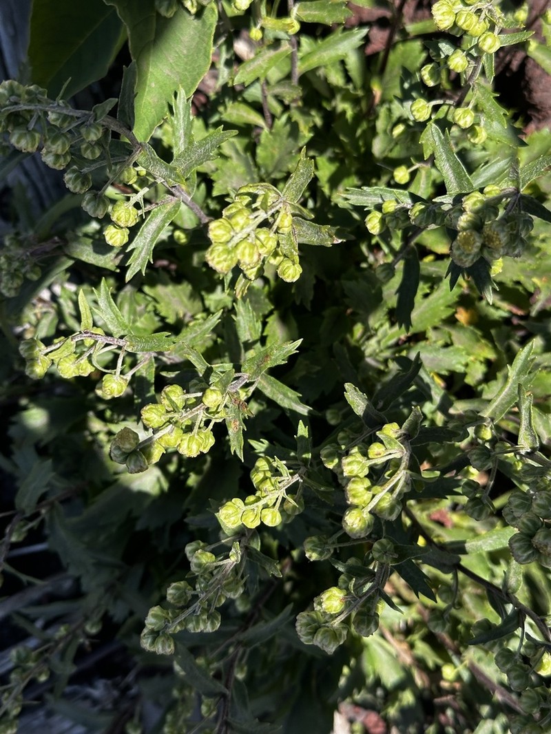 Artemisia pedunculosa photo 8