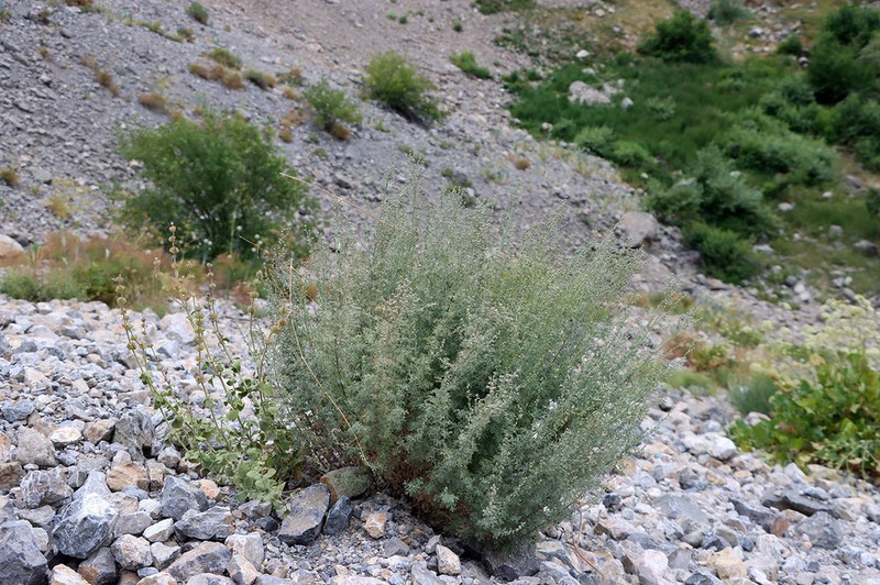 Artemisia persica photo 4