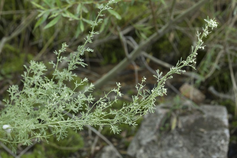 Artemisia persica photo 5
