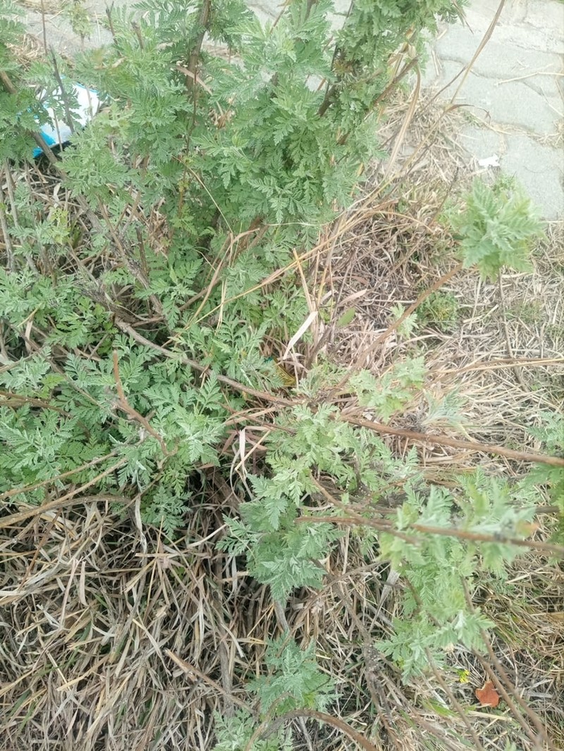 Artemisia persica photo 6