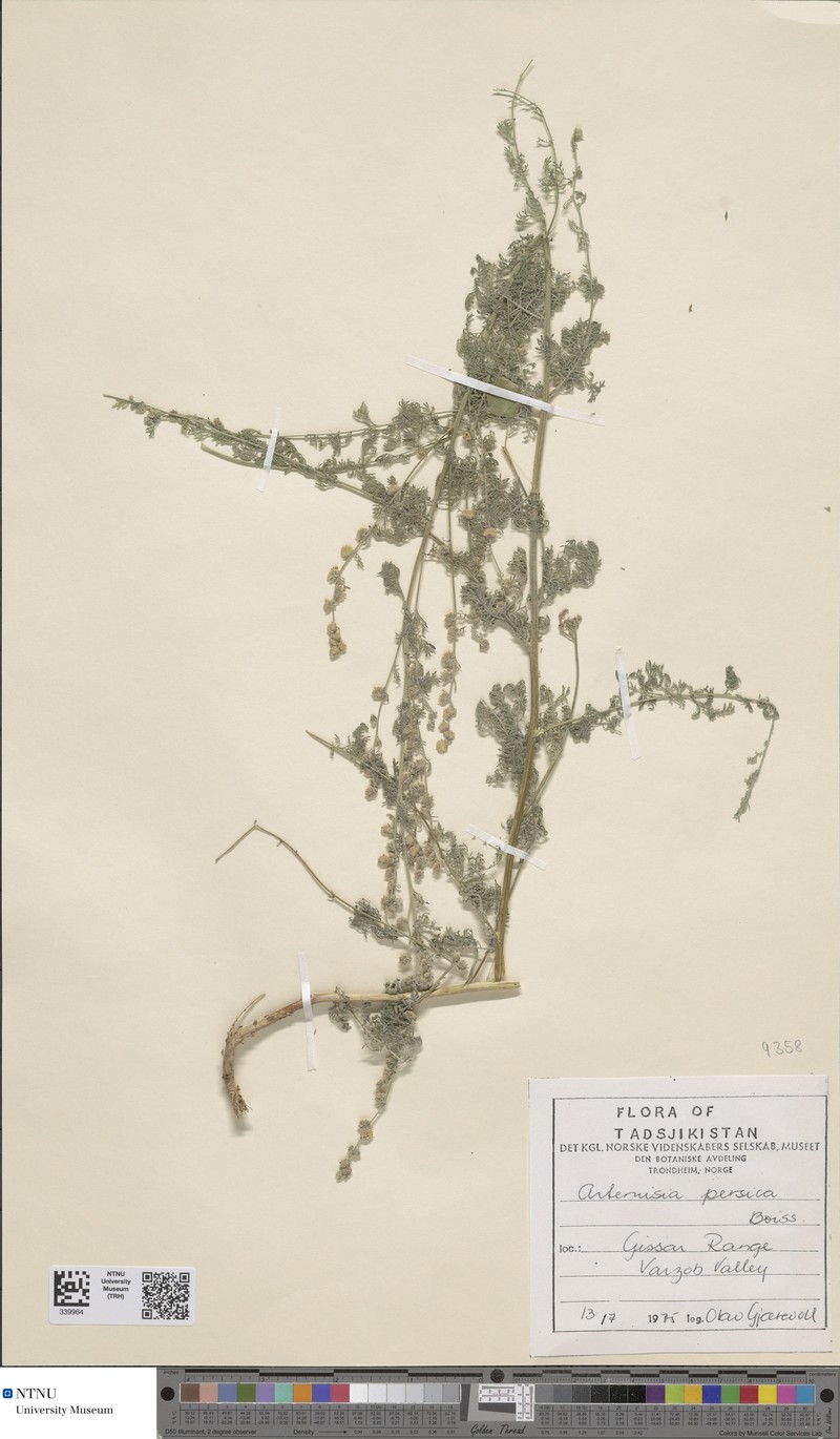 Artemisia persica photo 2