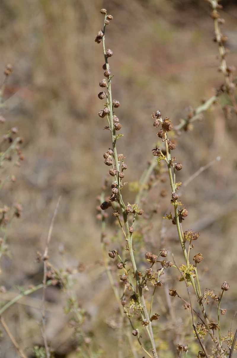 Artemisia persica photo 3