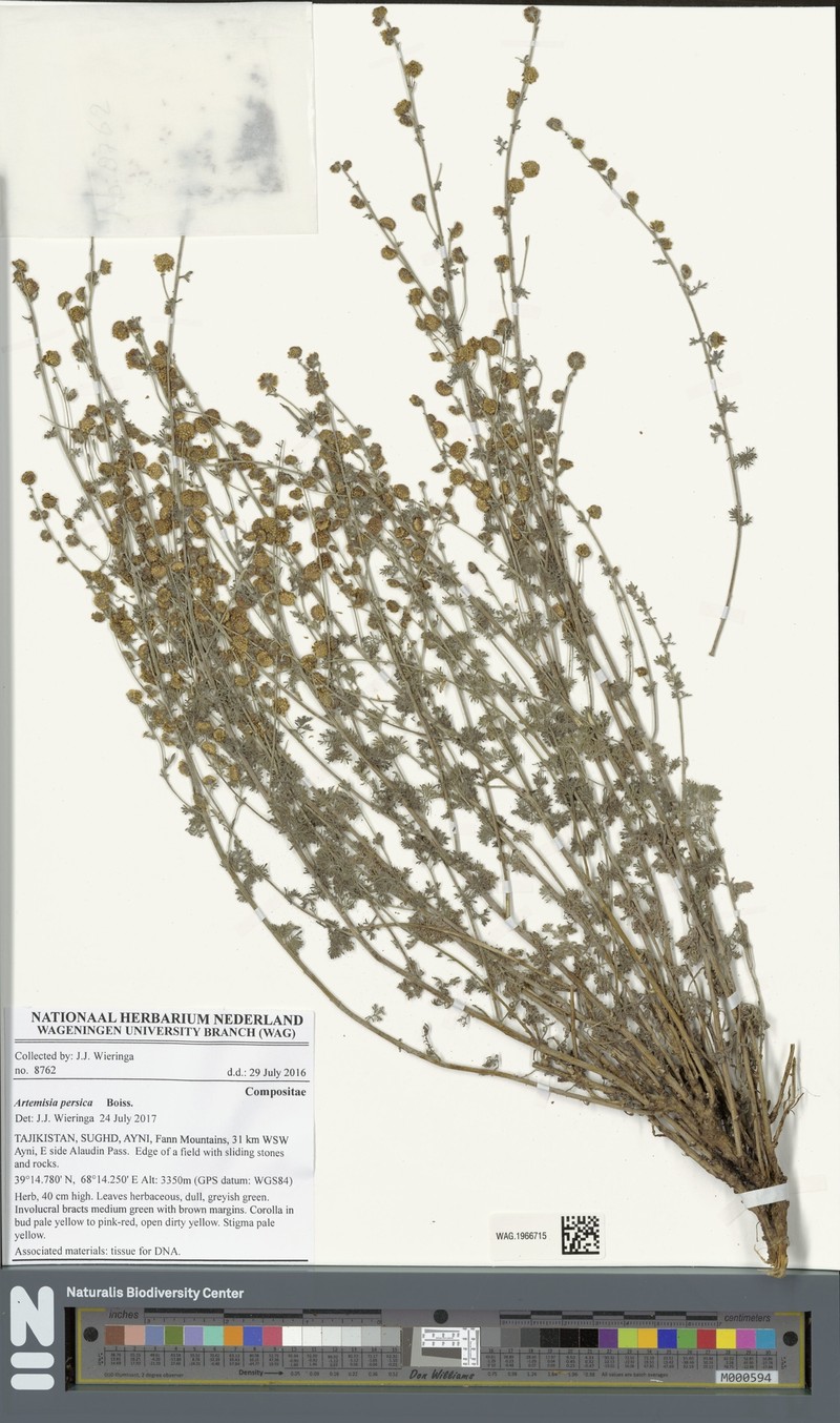 Artemisia persica photo 4