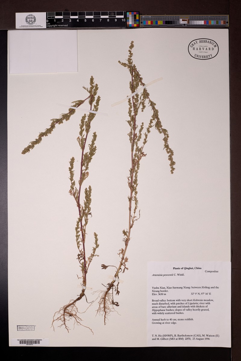 Artemisia pewzowi