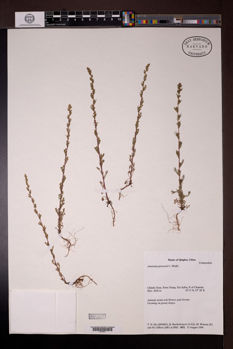 Artemisia pewzowi photo 2