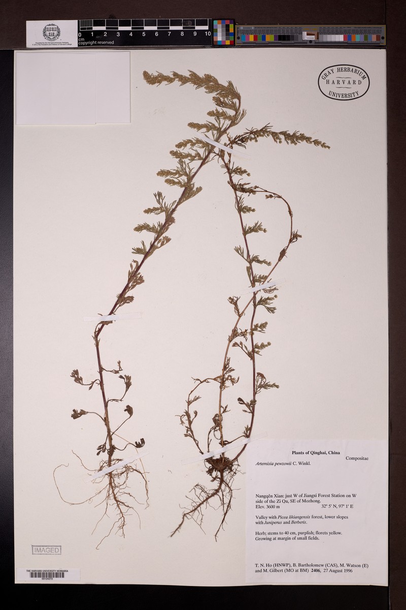 Artemisia pewzowi photo 3