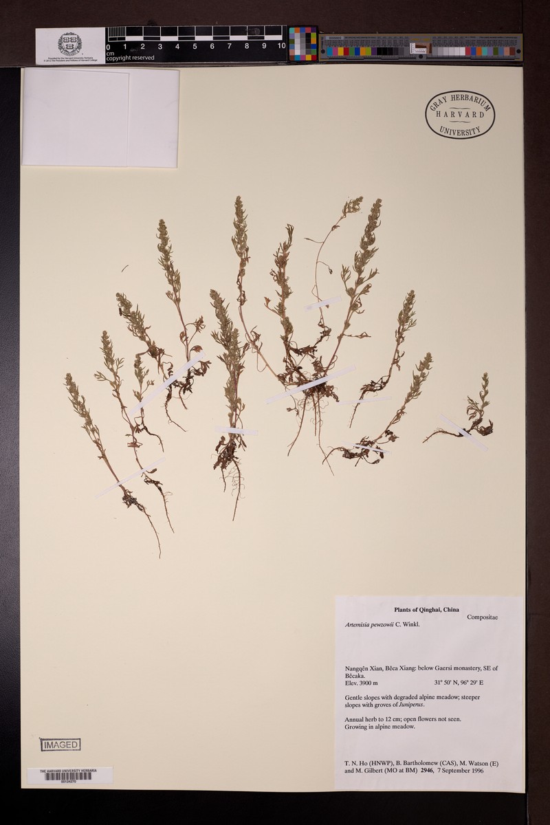 Artemisia pewzowi photo 4