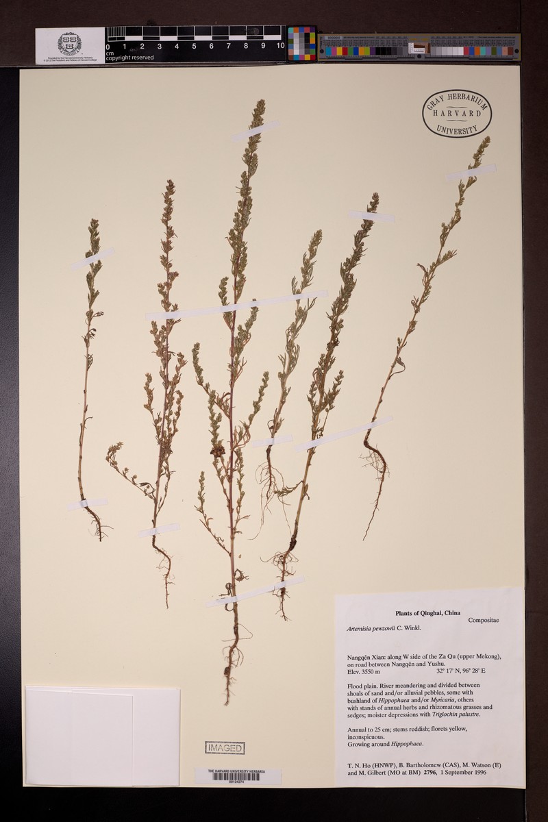 Artemisia pewzowi photo 5