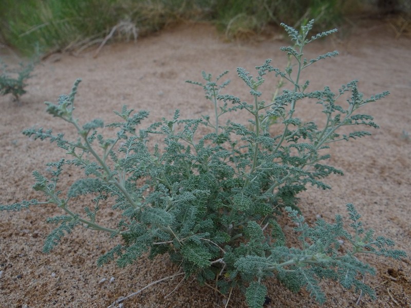 Artemisia phaeolepis