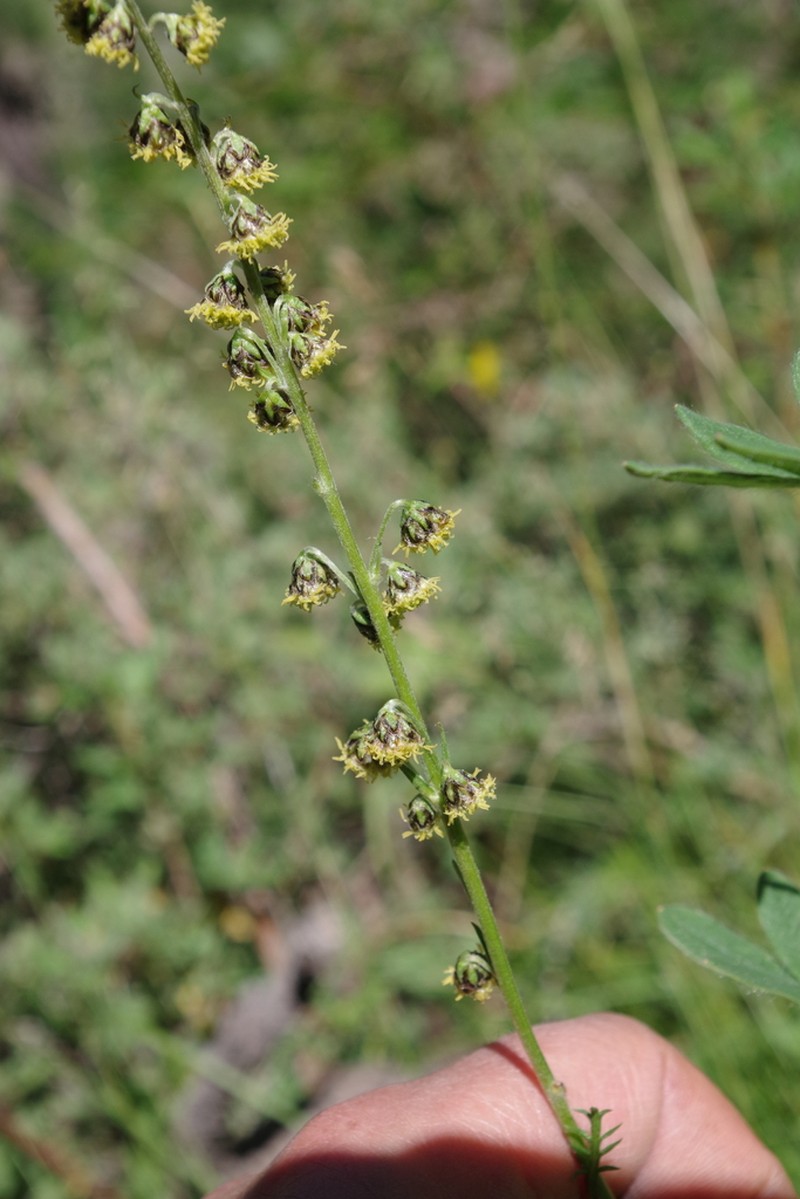 Artemisia phaeolepis photo 2