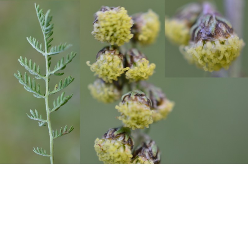 Artemisia phaeolepis photo 4
