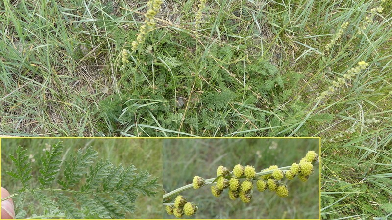 Artemisia phaeolepis photo 5