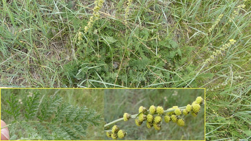 Artemisia phaeolepis photo 7