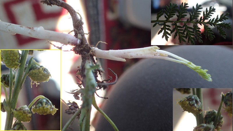 Artemisia phaeolepis photo 8