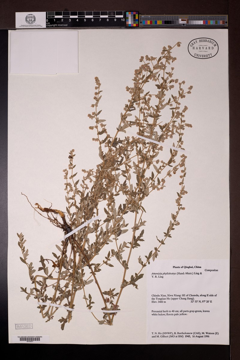 Artemisia phyllobotrys