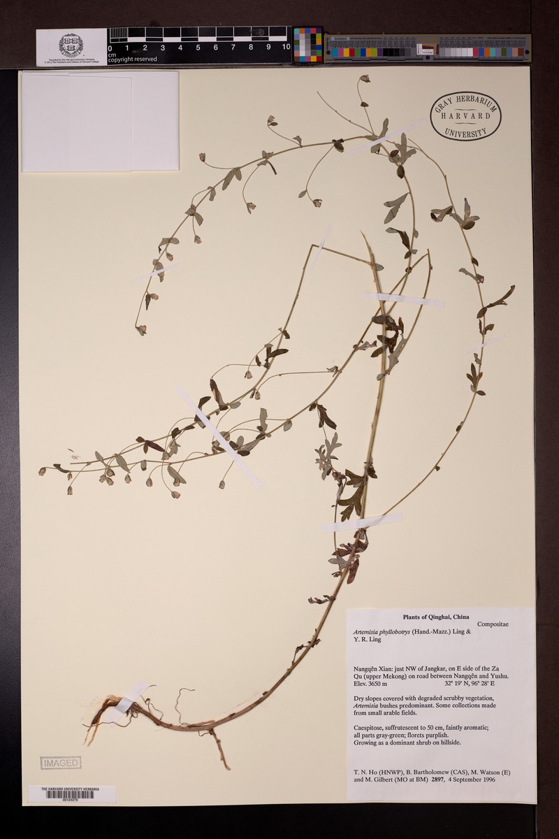Artemisia phyllobotrys photo 2