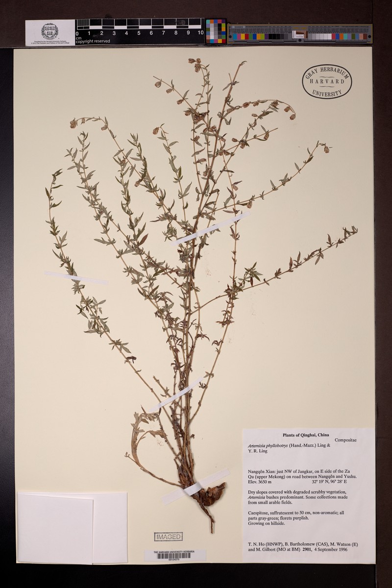 Artemisia phyllobotrys photo 3