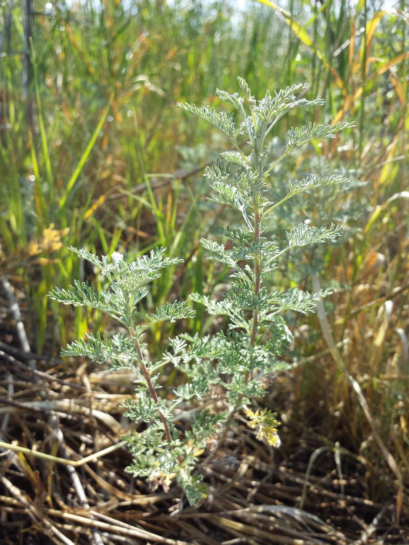 Roman Wormwood
