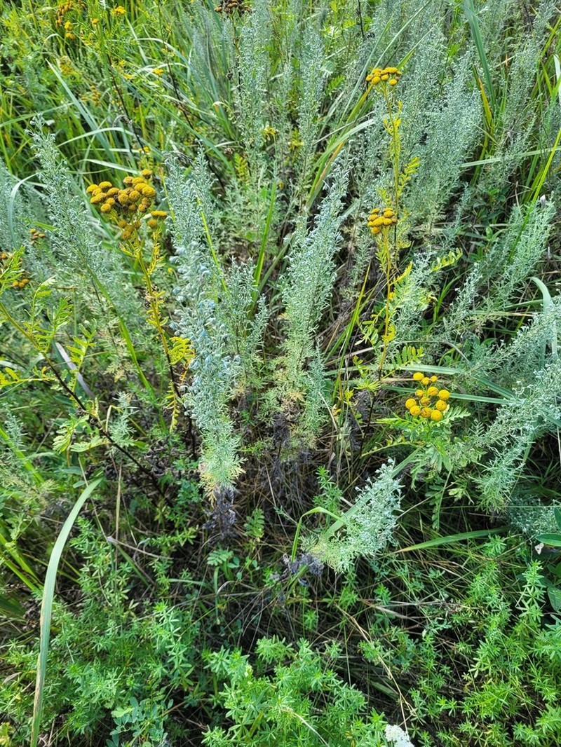 Roman Wormwood photo 2