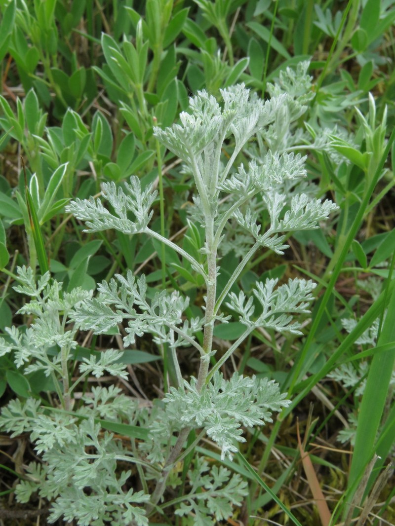 Roman Wormwood photo 3