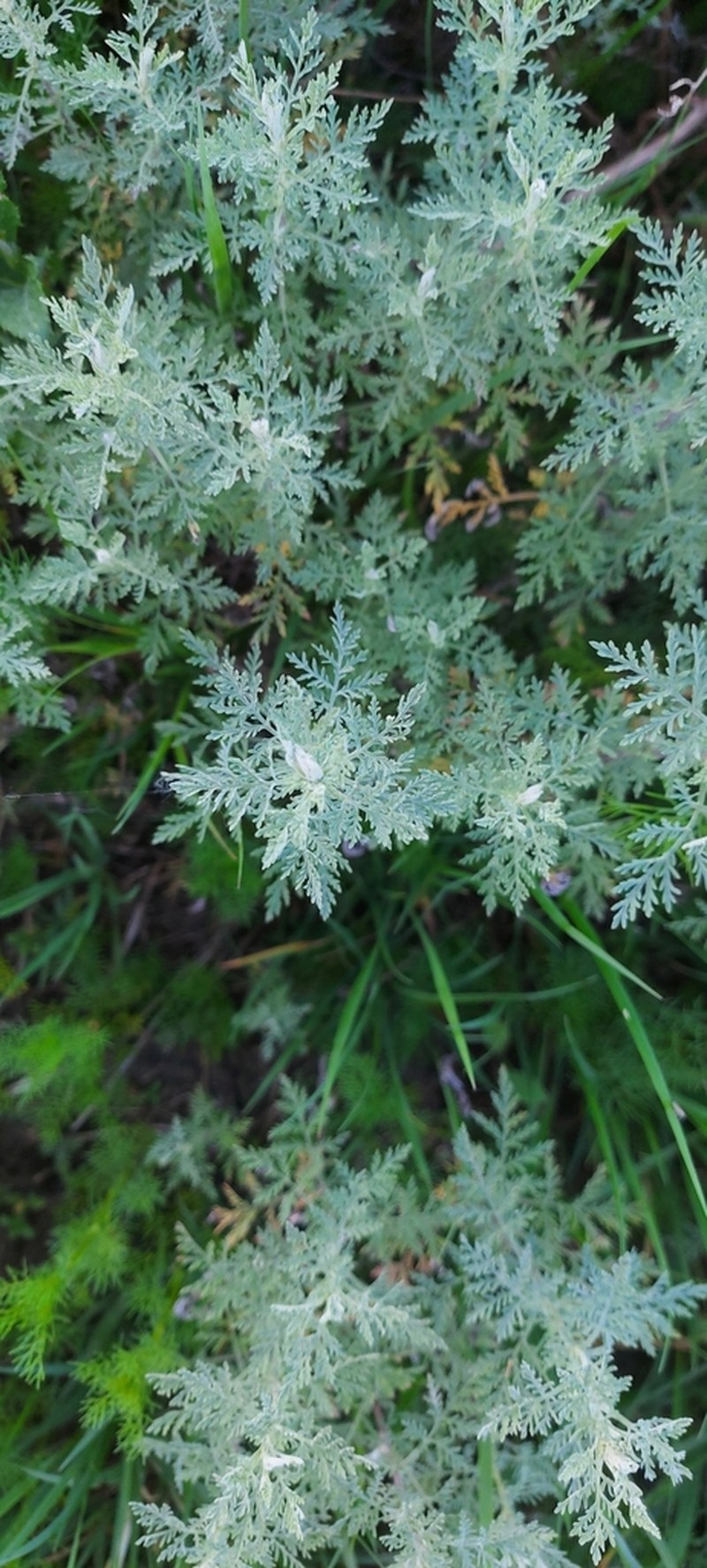 Roman Wormwood photo 4