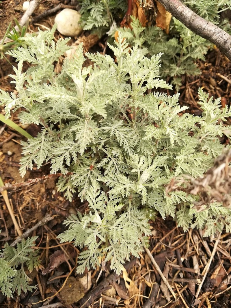 Roman Wormwood photo 5
