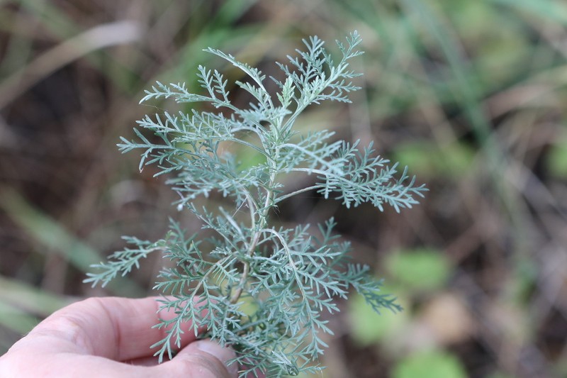Roman Wormwood photo 6
