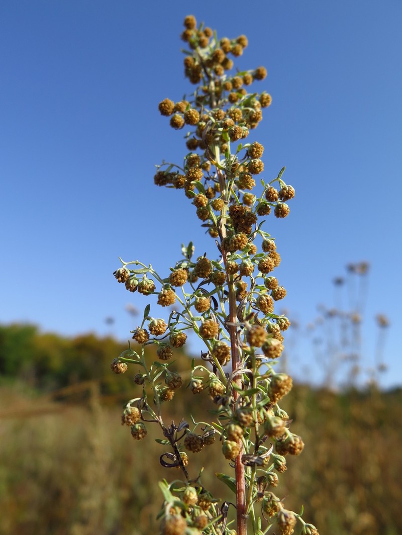 Roman Wormwood photo 7