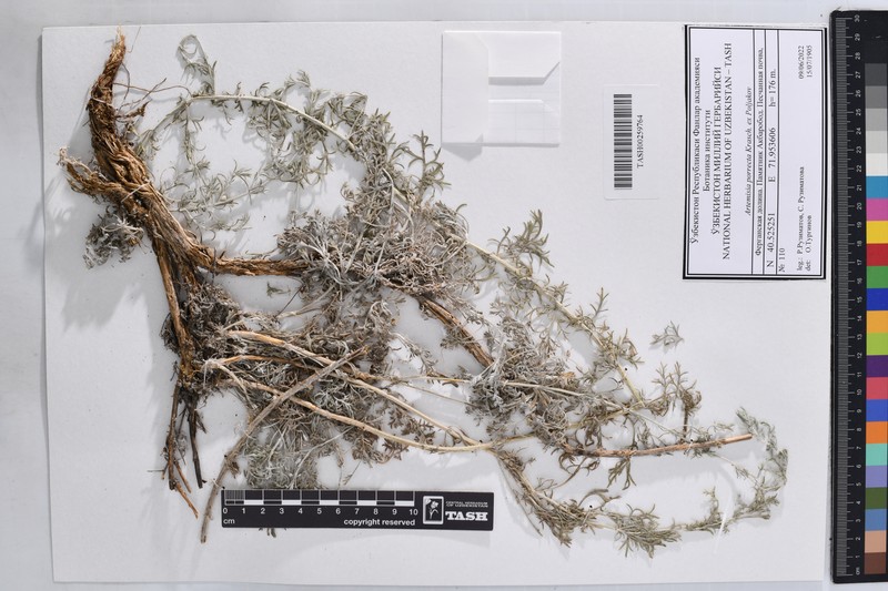 Artemisia porrecta photo 2
